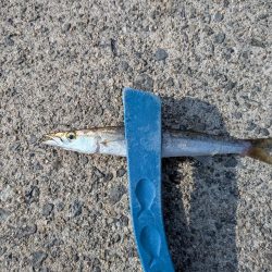 夏のタチウオ狙い